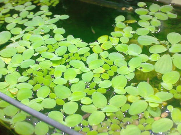 <a href='http://www.fscangbo.com/shuicaozhongzi/1861.html' target='_blank'>水浮萍</a>