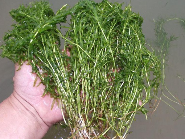 <a href='http://www.fscangbo.com/shuicaozhongzi/1858.html' target='_blank'>苦草</a>