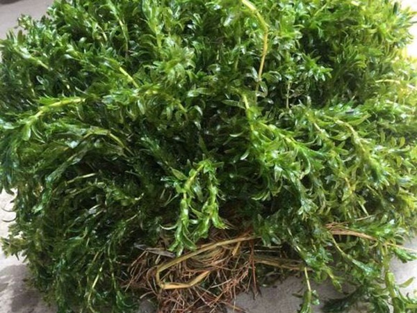 <a href='http://www.fscangbo.com/shuicaozhongzi/1858.html' target='_blank'>苦草</a>