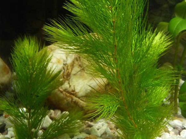 <a href='http://www.fscangbo.com/shuicaozhongzi/1857.html' target='_blank'>金魚(yú)藻種子</a>