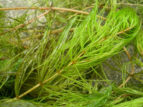 <a href='http://www.fscangbo.com/shuicaozhongzi/1857.html' target='_blank'>金魚(yú)藻種子</a>