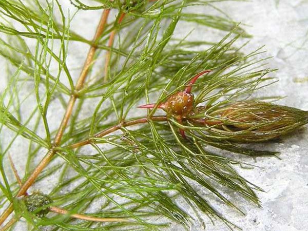 金魚(yú)藻<a href='http://www.fscangbo.com/' target='_blank'>種子</a>