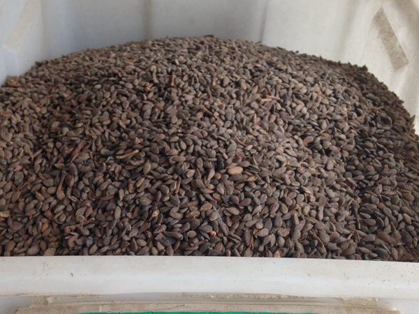 <a href='http://www.fscangbo.com/guoshuzhongzi/1884.html' target='_blank'>蘋果種子</a>