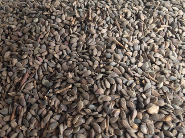 <a href='http://www.fscangbo.com/guoshuzhongzi/1884.html' target='_blank'>蘋果</a><a href='http://www.fscangbo.com/' target='_blank'>種子</a>