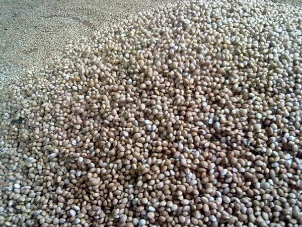 <a href='http://www.fscangbo.com/guoshuzhongzi/2186.html' target='_blank'>山櫻桃種子</a> <a href='http://www.fscangbo.com/guoshuzhongzi/2186.html' target='_blank'>山櫻桃種子</a>