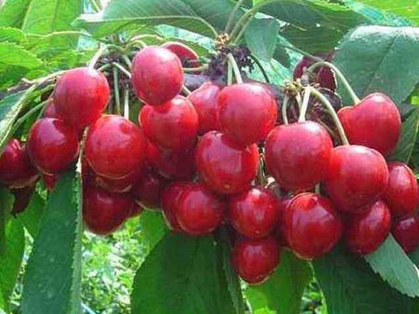 <a href='http://www.fscangbo.com/guoshuzhongzi/2186.html' target='_blank'>山櫻桃</a> <a href='http://www.fscangbo.com/guoshuzhongzi/2186.html' target='_blank'>山櫻桃</a>