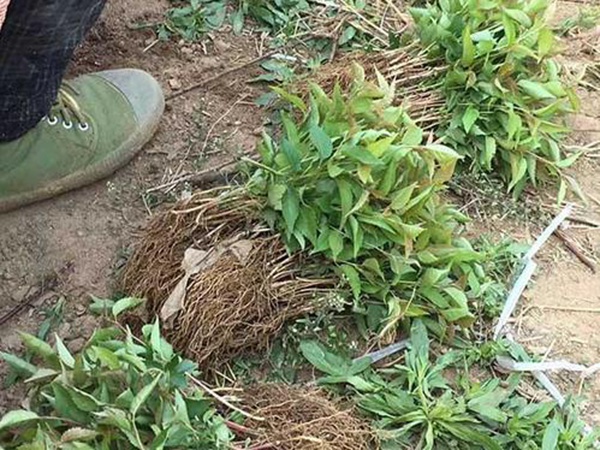 山<a href='http://www.fscangbo.com/guoshuzhongzi/1888.html' target='_blank'>櫻桃</a> 山<a href='http://www.fscangbo.com/guoshuzhongzi/1888.html' target='_blank'>櫻桃</a>