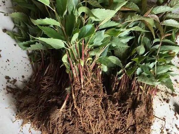 <a href='http://www.fscangbo.com/guoshuzhongzi/2186.html' target='_blank'>山櫻桃</a> <a href='http://www.fscangbo.com/guoshuzhongzi/2186.html' target='_blank'>山櫻桃</a>