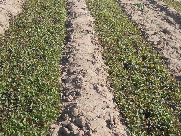 <a href='http://www.fscangbo.com/guoshuzhongzi/2008.html' target='_blank'>杜梨</a>