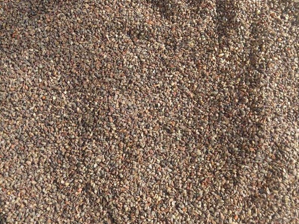 <a href='http://www.fscangbo.com/guoshuzhongzi/2008.html' target='_blank'>杜梨種子</a>