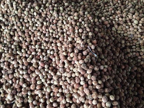 <a href='http://www.fscangbo.com/guoshuzhongzi/2187.html' target='_blank'>楊梅種子</a> <a href='http://www.fscangbo.com/guoshuzhongzi/2187.html' target='_blank'>楊梅</a><a href='http://www.fscangbo.com/' target='_blank'>種子</a>