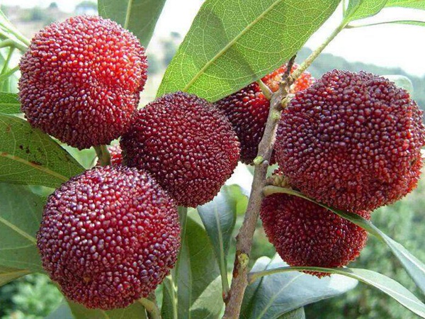 <a href='http://www.fscangbo.com/guoshuzhongzi/2187.html' target='_blank'>楊梅</a> 楊梅