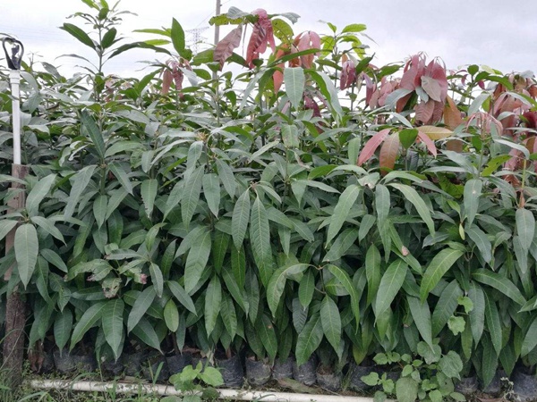 <a href='http://www.fscangbo.com/guoshuzhongzi/2182.html' target='_blank'>芒果</a>樹 芒果樹