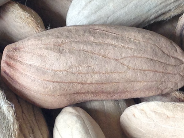 <a href='http://www.fscangbo.com/guoshuzhongzi/2182.html' target='_blank'>芒果</a><a href='http://www.fscangbo.com/' target='_blank'>種子</a> <a href='http://www.fscangbo.com/guoshuzhongzi/2182.html' target='_blank'>芒果種子</a>