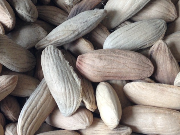 <a href='http://www.fscangbo.com/guoshuzhongzi/2182.html' target='_blank'>芒果種子</a> <a href='http://www.fscangbo.com/guoshuzhongzi/2182.html' target='_blank'>芒果</a><a href='http://www.fscangbo.com/' target='_blank'>種子</a>