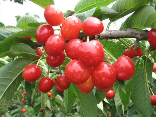 <a href='http://www.fscangbo.com/guoshuzhongzi/1888.html' target='_blank'>櫻桃</a>