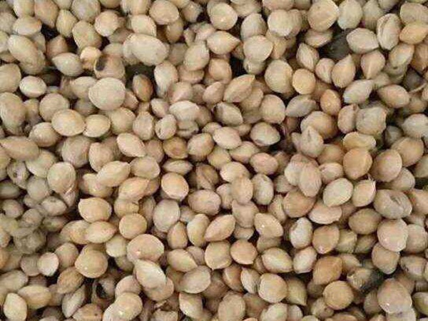 <a href='http://www.fscangbo.com/guoshuzhongzi/1888.html' target='_blank'>櫻桃</a><a href='http://www.fscangbo.com/' target='_blank'>種子</a>