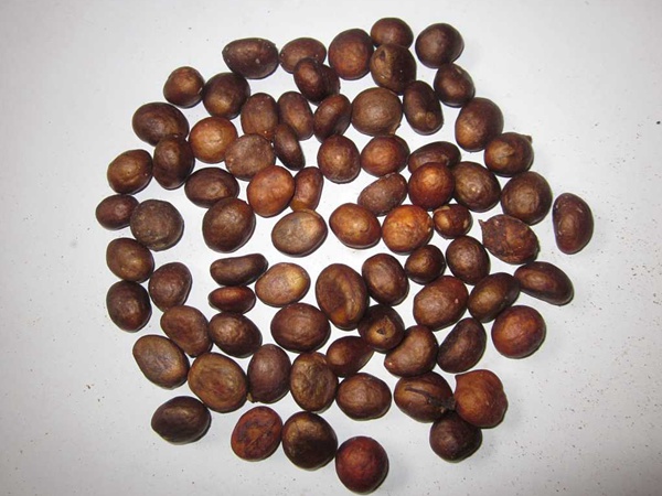 <a href='http://www.fscangbo.com/guoshuzhongzi/1886.html' target='_blank'>枇杷種子</a>