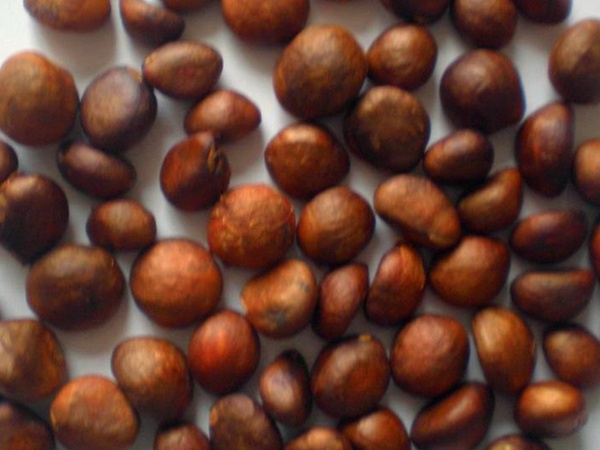 枇杷<a href='http://www.fscangbo.com/' target='_blank'>種子</a>