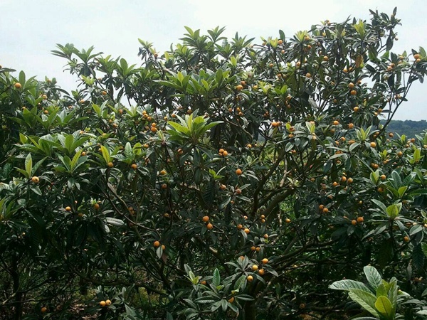 <a href='http://www.fscangbo.com/guoshuzhongzi/1886.html' target='_blank'>枇杷種子</a>