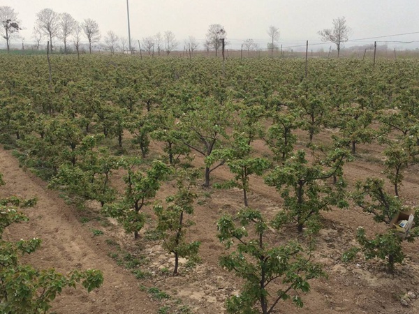 梨樹(shù)