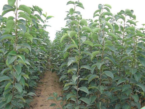 <a href='http://www.fscangbo.com/guoshuzhongzi/1881.html' target='_blank'>梨樹(shù)</a>