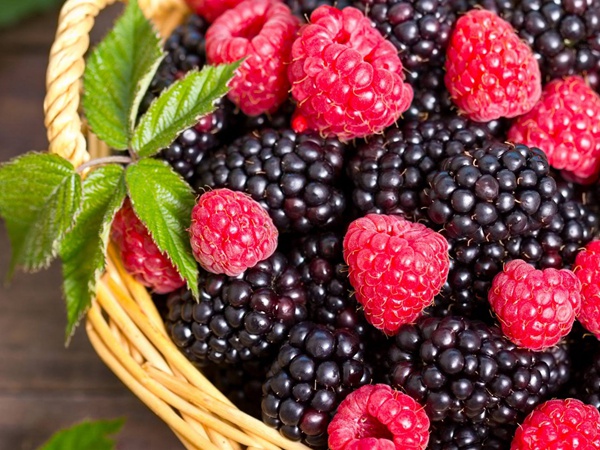 <a href='http://www.fscangbo.com/guoshuzhongzi/1876.html' target='_blank'>樹(shù)莓</a>