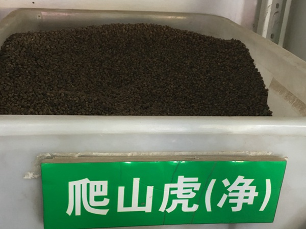 <a href='http://www.fscangbo.com/linmuzhongzi/2193.html' target='_blank'>爬山虎種子</a>