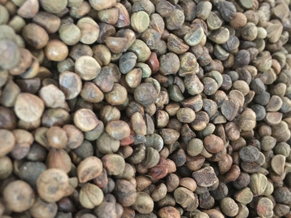 <a href='http://www.fscangbo.com/linmuzhongzi/2193.html' target='_blank'>爬山虎</a><a href='http://www.fscangbo.com/' target='_blank'>種子</a>