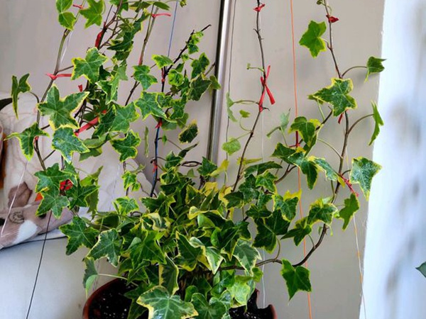 <a href='http://www.fscangbo.com/linmuzhongzi/2191.html' target='_blank'>常春藤</a>