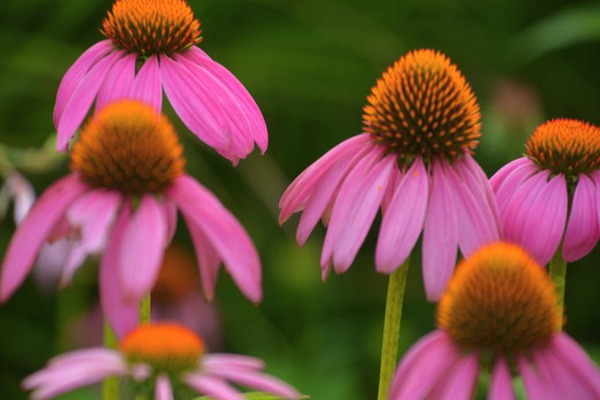 <a href='http://www.fscangbo.com/caohuazhongzi/16047.html' target='_blank'>松果菊</a>