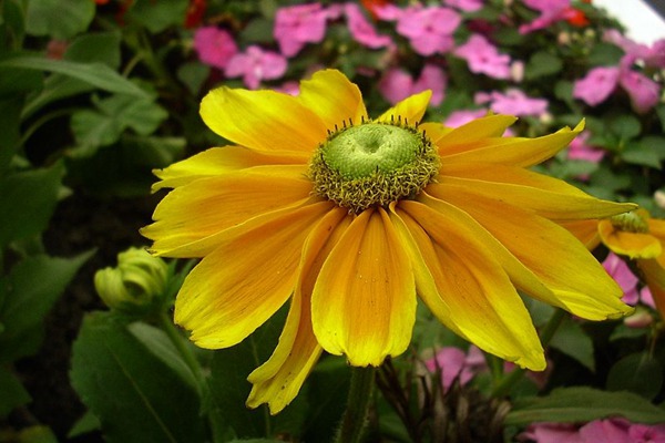 <a href='http://www.fscangbo.com/caohuazhongzi/16049.html' target='_blank'>金光菊</a>