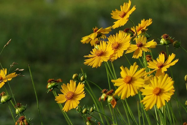 <a href='http://www.fscangbo.com/caohuazhongzi/16049.html' target='_blank'>金光菊</a>