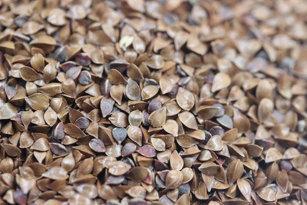 <a href='http://www.fscangbo.com/mucaozhongzi/16296.html' target='_blank'>魯梅克斯種子</a>