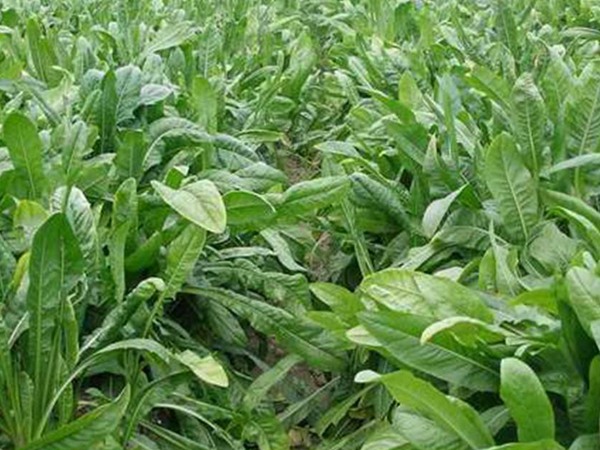 <a href='http://www.fscangbo.com/mucaozhongzi/16296.html' target='_blank'>魯梅克斯</a>