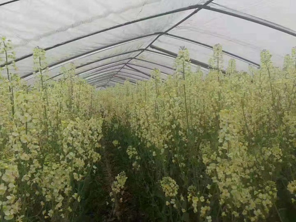 彩色油菜花 彩色油菜花