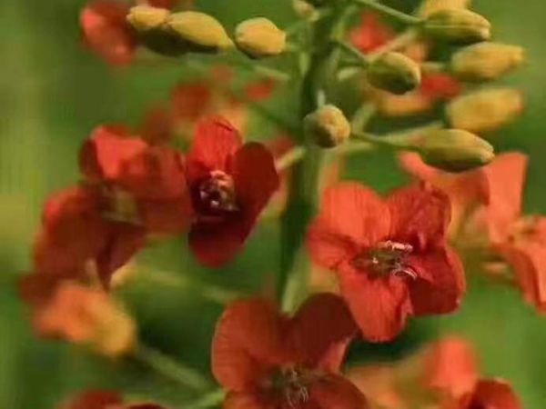彩色油菜花 彩色油菜花