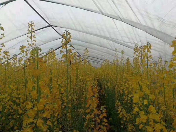 彩色油菜花 彩色油菜花