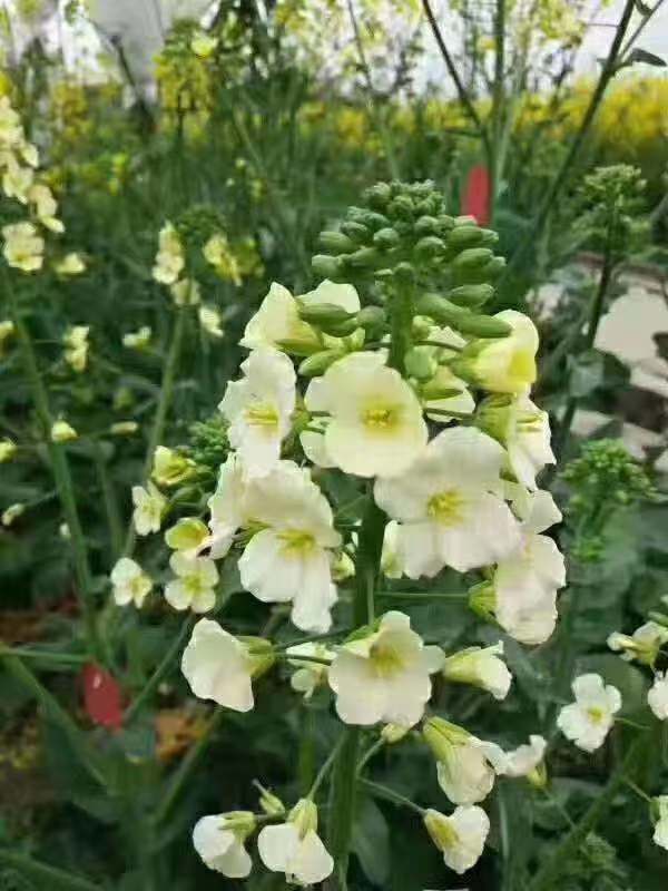 彩色油菜花 彩色油菜花