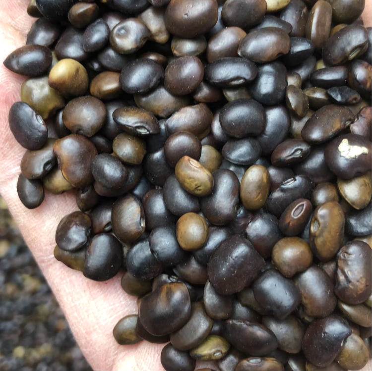 <a href='http://www.fscangbo.com/linmuzhongzi/1841.html' target='_blank'>國槐種子</a>槐樹籽 <a href='http://www.fscangbo.com/linmuzhongzi/1841.html' target='_blank'>國槐</a><a href='http://www.fscangbo.com/' target='_blank'>種子</a>槐樹籽