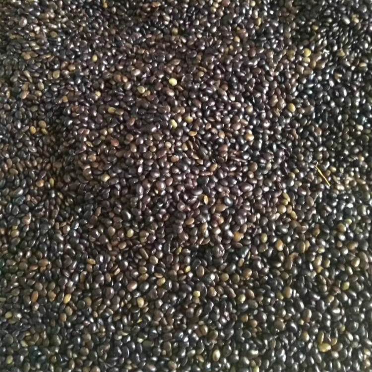 <a href='http://www.fscangbo.com/linmuzhongzi/1841.html' target='_blank'>國槐</a><a href='http://www.fscangbo.com/' target='_blank'>種子</a>槐樹籽 <a href='http://www.fscangbo.com/linmuzhongzi/1841.html' target='_blank'>國槐種子</a>槐樹籽