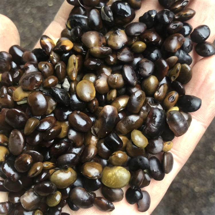 <a href='http://www.fscangbo.com/linmuzhongzi/1841.html' target='_blank'>國槐種子</a>槐樹籽 國槐<a href='http://www.fscangbo.com/' target='_blank'>種子</a>槐樹籽