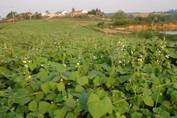 <a href='http://www.fscangbo.com/mucaozhongzi/23270.html' target='_blank'>拉巴豆種子</a> <a href='http://www.fscangbo.com/mucaozhongzi/23270.html' target='_blank'>拉巴豆</a><a href='http://www.fscangbo.com/' target='_blank'>種子</a>