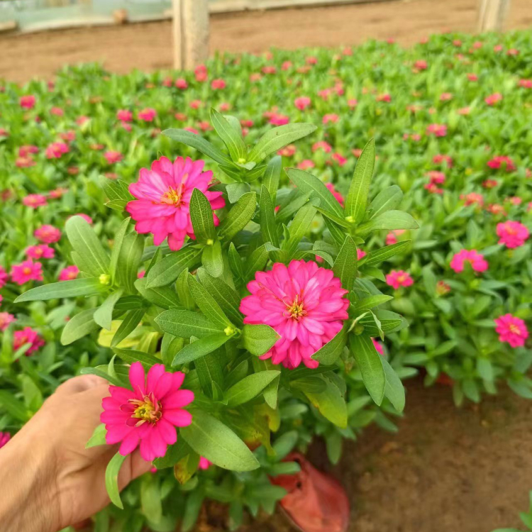 <a href='http://www.fscangbo.com/caohuazhongzi/1020.html' target='_blank'>百日草</a>