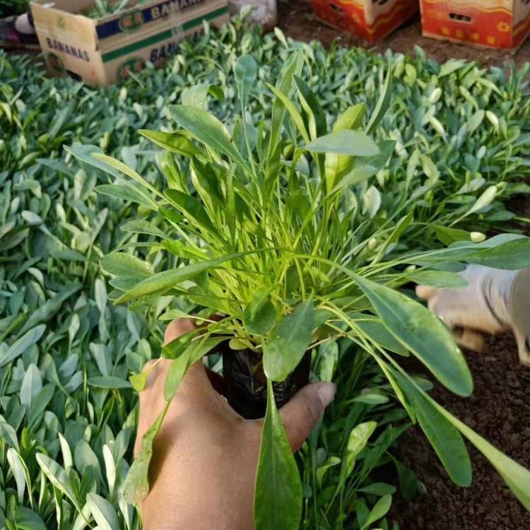 <a href='http://www.fscangbo.com/caohuazhongzi/1568.html' target='_blank'>金雞菊</a>