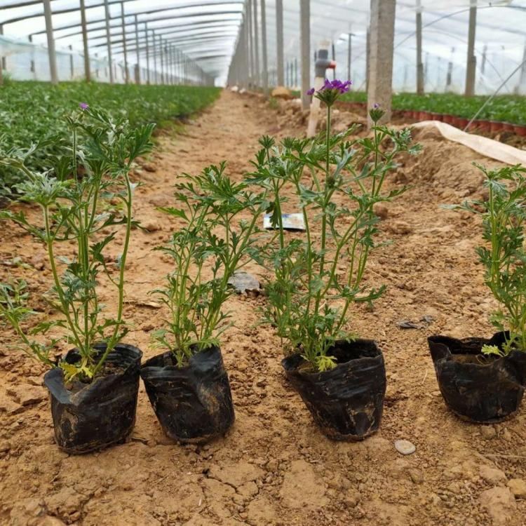 <a href='http://www.fscangbo.com/caohuazhongzi/1600.html' target='_blank'>美女櫻</a>