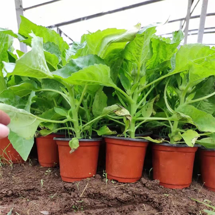 <a href='http://www.fscangbo.com/caohuazhongzi/97271.html' target='_blank'>向日葵</a>