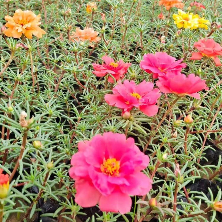 <a href='http://www.fscangbo.com/caohuazhongzi/16045.html' target='_blank'>太陽花</a>