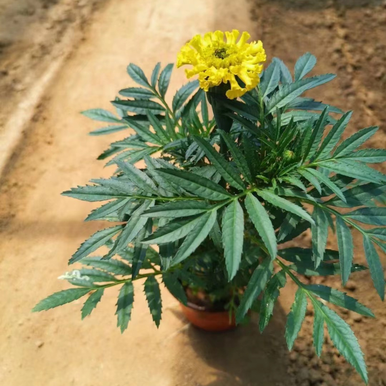 <a href='http://www.fscangbo.com/caohuazhongzi/1631.html' target='_blank'>萬壽菊</a>