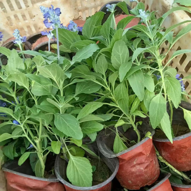 <a href='http://www.fscangbo.com/caohuazhongzi/1626.html' target='_blank'>鼠尾草</a>